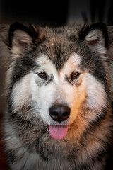 Alaskan Malamute face closeup. Young fluffy dog posing for a portrait photography. Adorable boy with cute look. Selective focus on the details, blurred background.