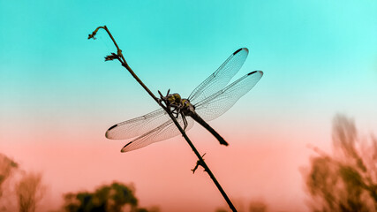 dragonfly on a branch with colourful background. - obrazy, fototapety, plakaty