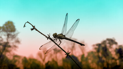 dragonfly on a branch with colourful background.