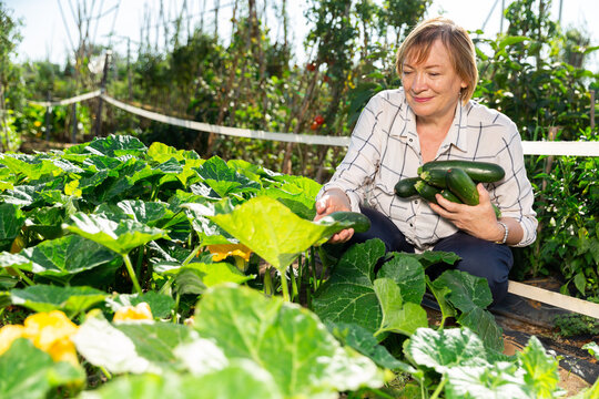 Happy elderly woman farmer with harvest cucumbers in the garden. High quality photo