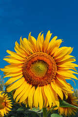 Beautiful sunflowers in the field with bright blue sky