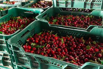 crates full of great and juicy ripe red cherries © JackF