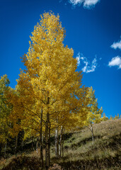 Naklejka premium Aspen Season