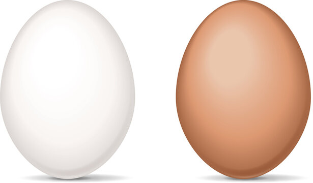 ニワトリの卵　白玉と赤玉