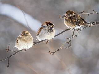Three Sparrows sits on a branch without leaves.