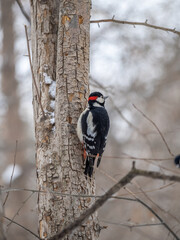 Little woodpecker sits on a tree trunk with snow in winter. The great spotted woodpecker, Dendrocopos major
