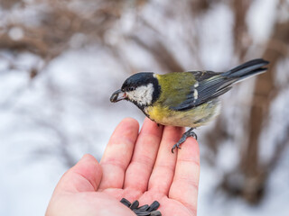 A tit sits on a man's hand and eats seeds.