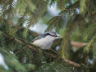 Eurasian nuthatch or wood nuthatch, lat. Sitta europaea, sitting on the fir branch in the forest