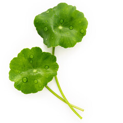 Close up centella asiatica leaves with rain drop isolated on white background top view. - 478250546
