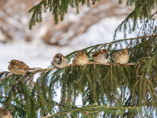 Five Sparrows sits on a fir branch in the autumn or winter