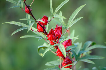 Closeup Jamaica Sorrel or Red Sorrel