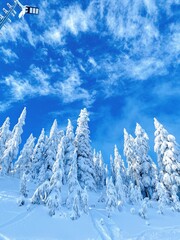 snow covered trees