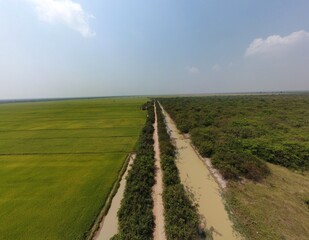 Fototapeta na wymiar Typical view of the fields of Cambodia