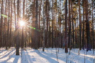Beautiful winter landscape. winter forest.The Sun's rays pass through the trees in winter forest