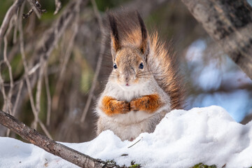 Squirrel in winter sits on a tree trunk with snow