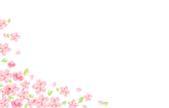1 751 Best 葉桜 Images Stock Photos Vectors Adobe Stock