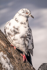 White and grey pigeon sitting on a branch.