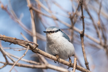 Eurasian nuthatch or wood nuthatch, lat. Sitta europaea, sitting on a tree branch with a blurred background.