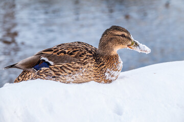 Female duck sits on the white snow