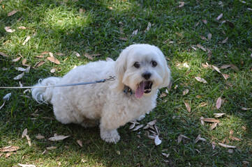 A cute and cuddly small white dog goes for a walk in a park