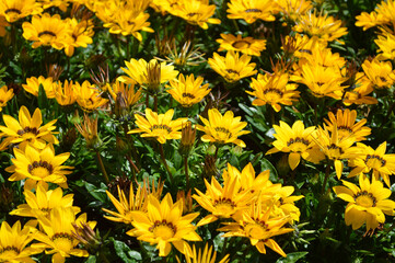 Lovely bright yellow flowers in the summertime