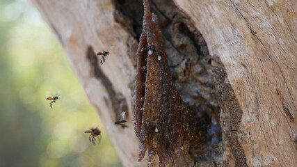 Several small bees are nesting in the trees.