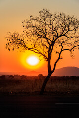 Beautiful african sunset over savannah in Tanzania