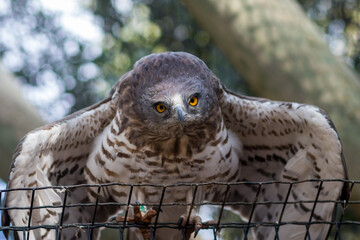 European honey buzzard stands on a tree trunk and flutters its wings