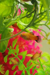 プラティが泳ぐ水槽（熱帯魚）