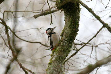 Pic épeiche - 2021 12 11 1303 - Yonne 0031