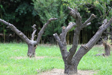 木の散髪が如く