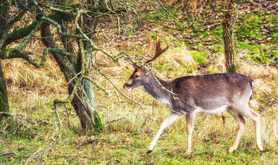 Naklejka na ściany i meble Fallow deer male (Dama dama) with stags