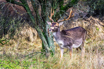 Fallow deer male (Dama dama) with stags