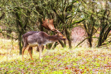 Fallow deer male (Dama dama) with stags