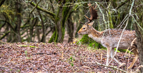 Fallow deer male (Dama dama) with stags