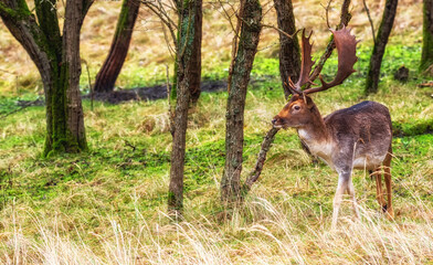 Fallow deer male (Dama dama) with stags