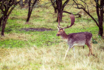 Naklejka na ściany i meble Fallow deer male (Dama dama) with stags