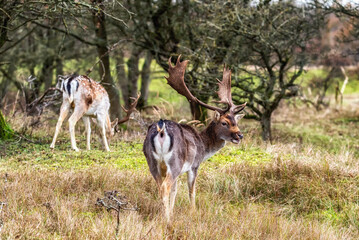 Fallow deer male (Dama dama) with stags