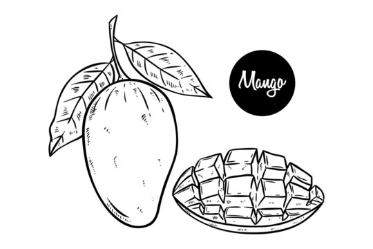 mango hand drawn with mango slice on white background