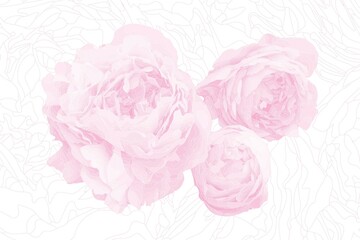 Pink Peonies Abstract Background