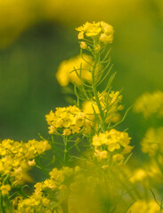 yellow flowers in the garden