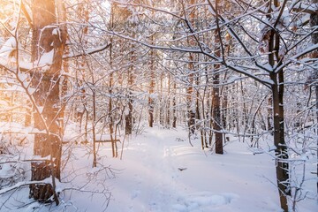 Beautiful Winter snowy forest landscape scenery Background