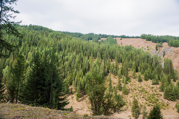 Mountain and forest, grassland scenery in xinjiang, China