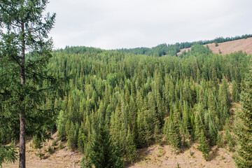 Mountain and forest, grassland scenery in xinjiang, China