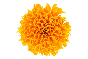 Beautiful marigold flower isolated on white background