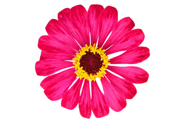 beautiful zinnia flower isolated on white background
