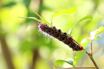 caterpillar eats green leaves in the garden