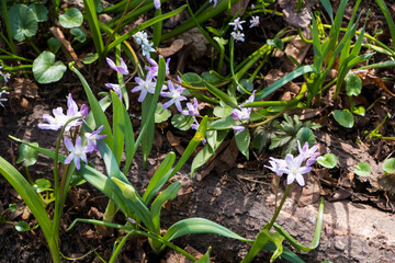 White and purple spring flowers with green leaves in decorative flowerbed in sunny garden
