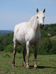 A white female horse standing