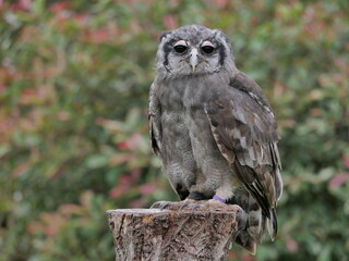 Verreaux's eagle-owl
